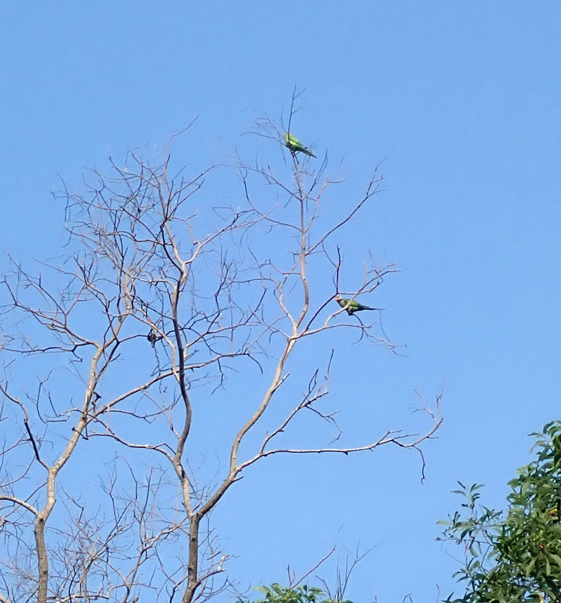 Red-breasted Parakeet - ML616480909