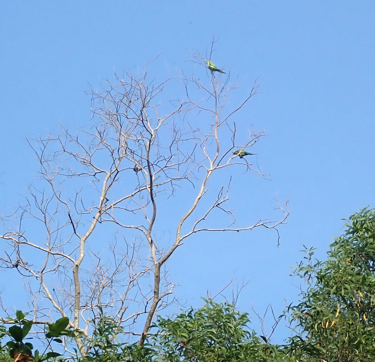 Red-breasted Parakeet - ML616480910