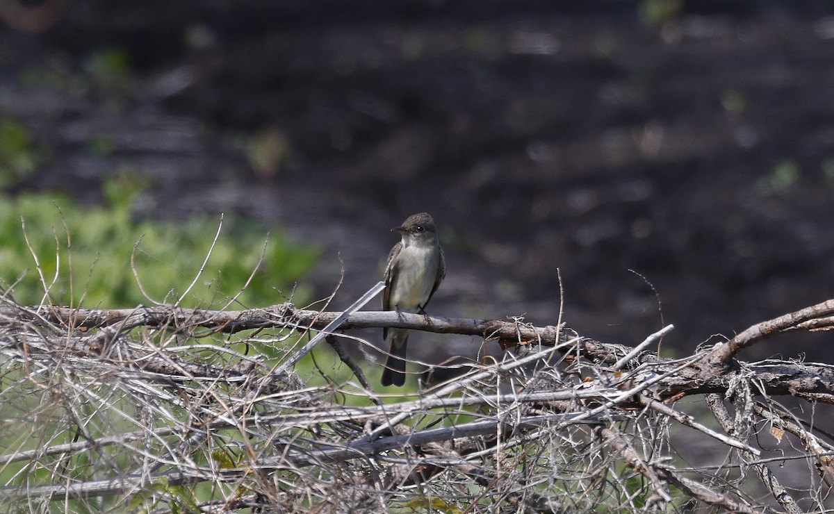 Eastern Wood-Pewee - ML616480958