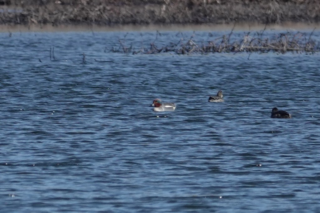 Green-winged Teal (Eurasian x American) - ML616480980