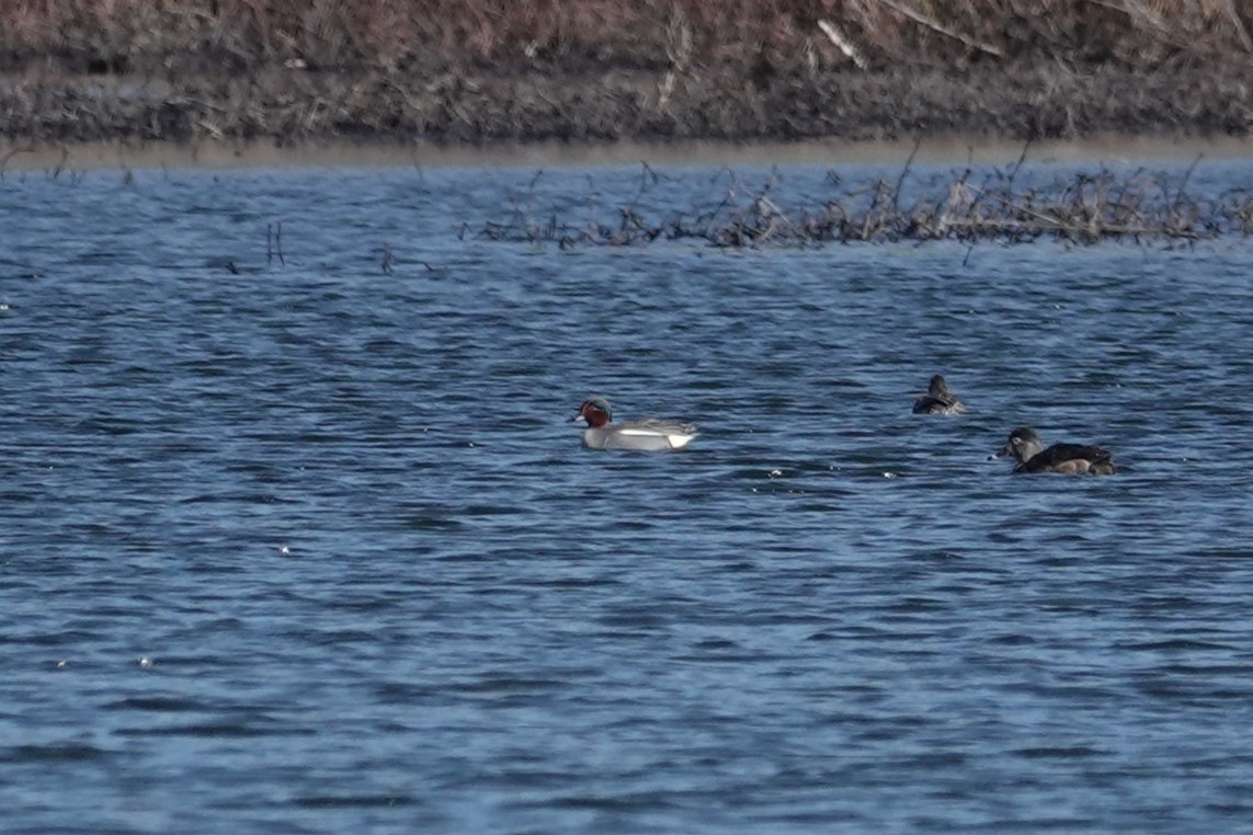 Green-winged Teal (Eurasian x American) - ML616480981