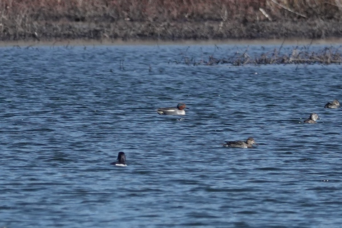 Green-winged Teal (Eurasian x American) - ML616480982