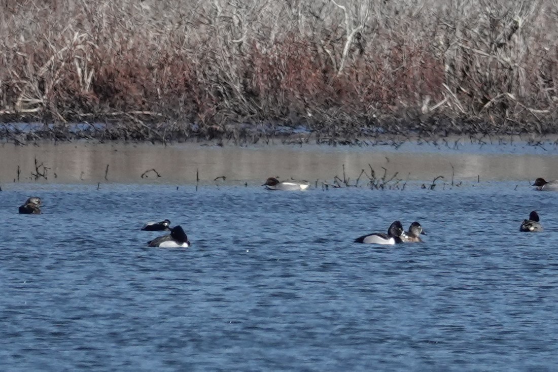 Green-winged Teal (Eurasian x American) - ML616480983