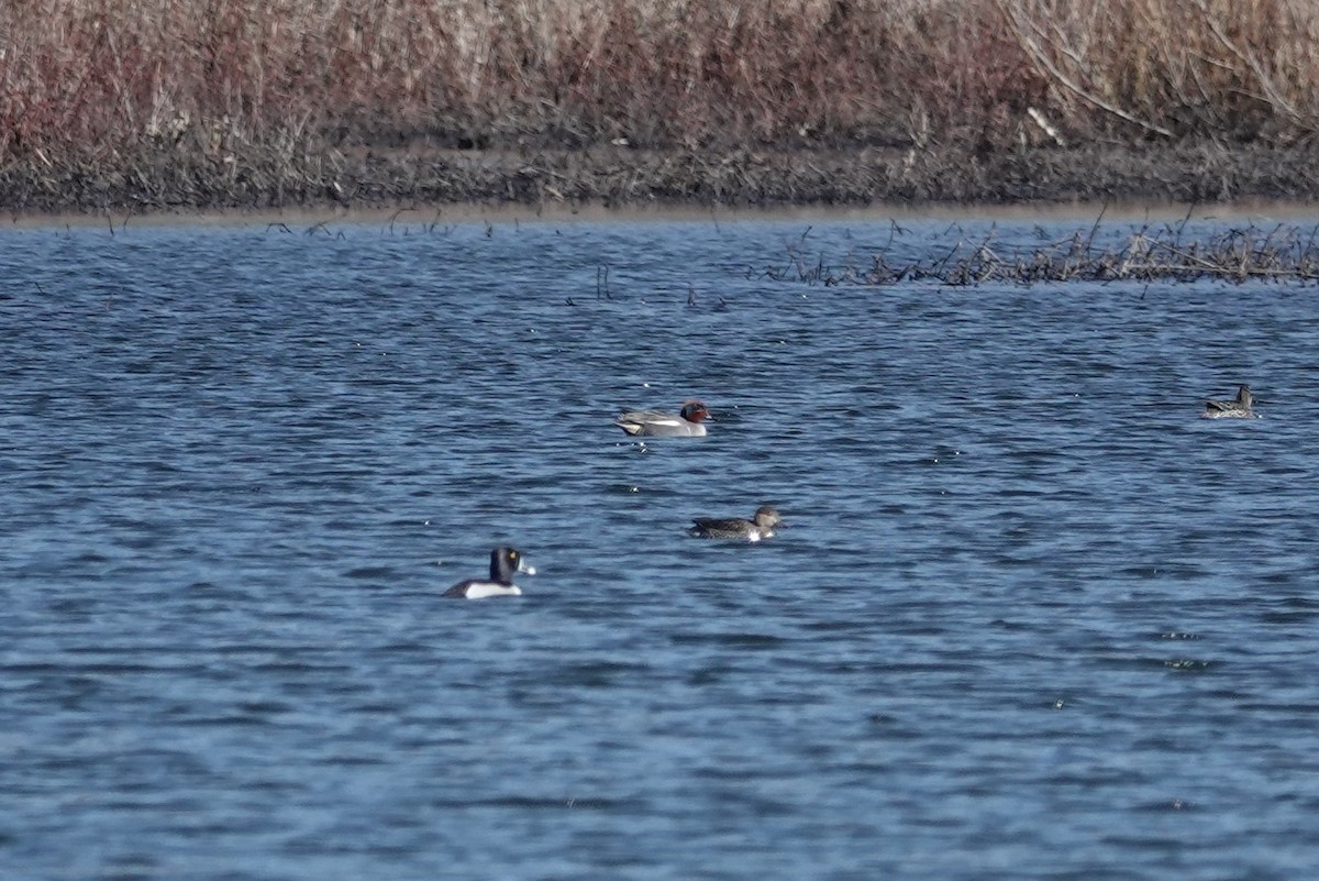 Green-winged Teal (Eurasian x American) - ML616480984