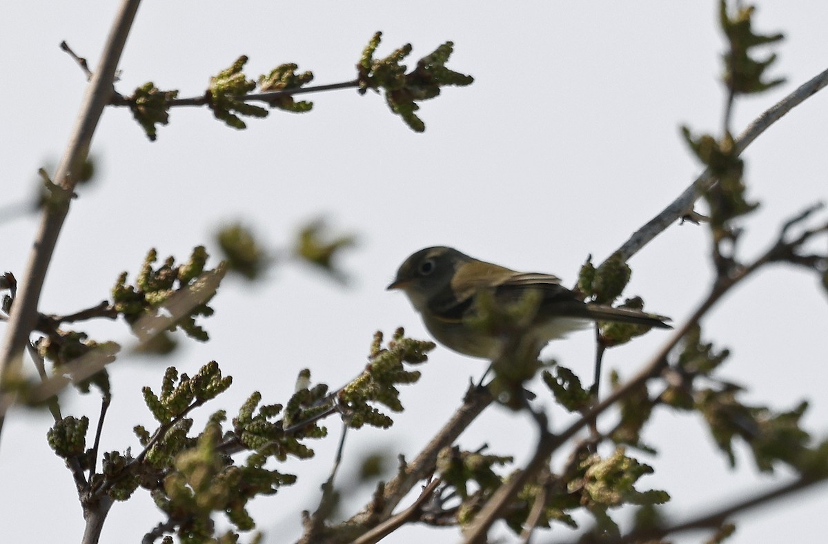 Least Flycatcher - ML616481004