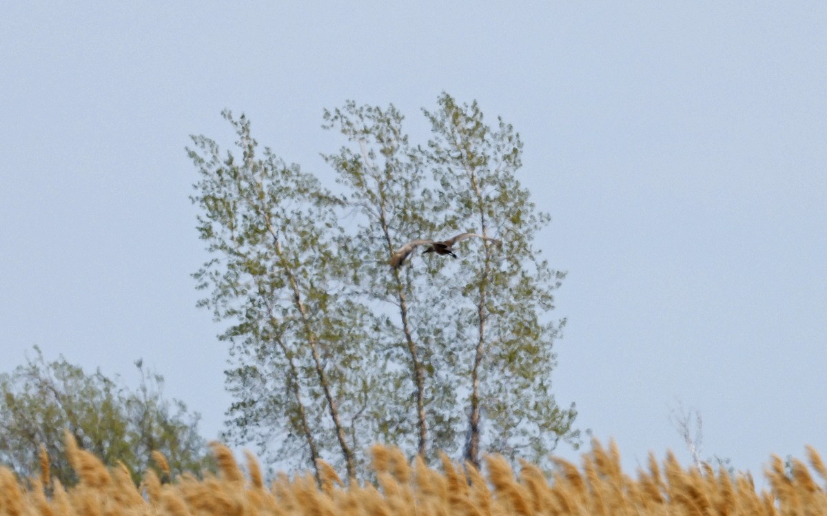 Sandhill Crane - ML616481009