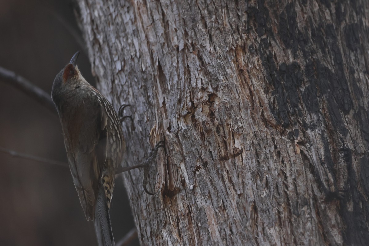 Red-browed Treecreeper - Patrick Reed