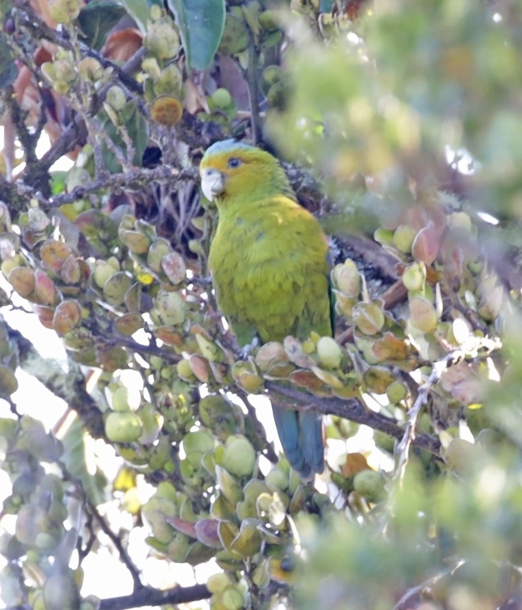 Indigo-winged Parrot - Trevor Ellery