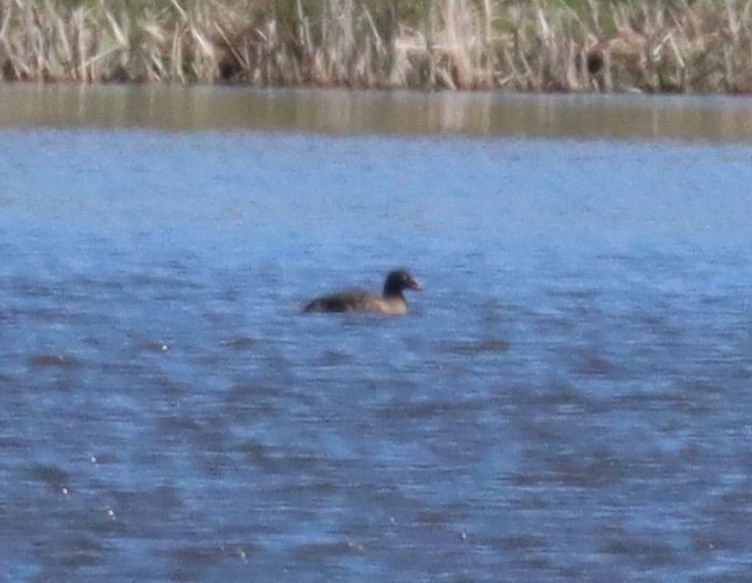 White-winged Scoter - ML616481046