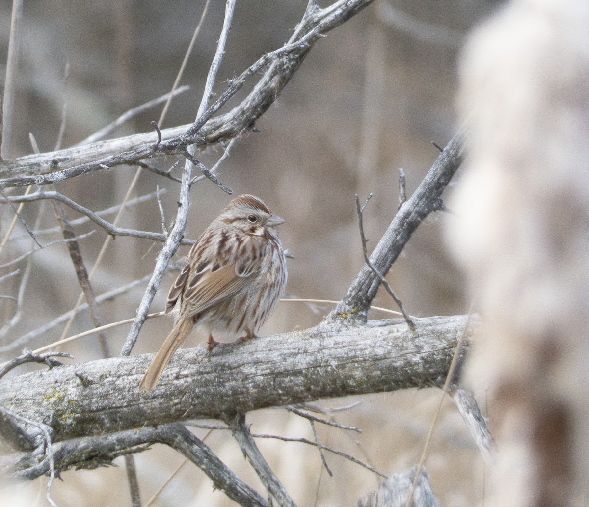 Song Sparrow - ML616481095