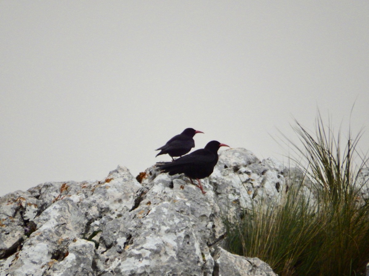 Red-billed Chough - ML616481106