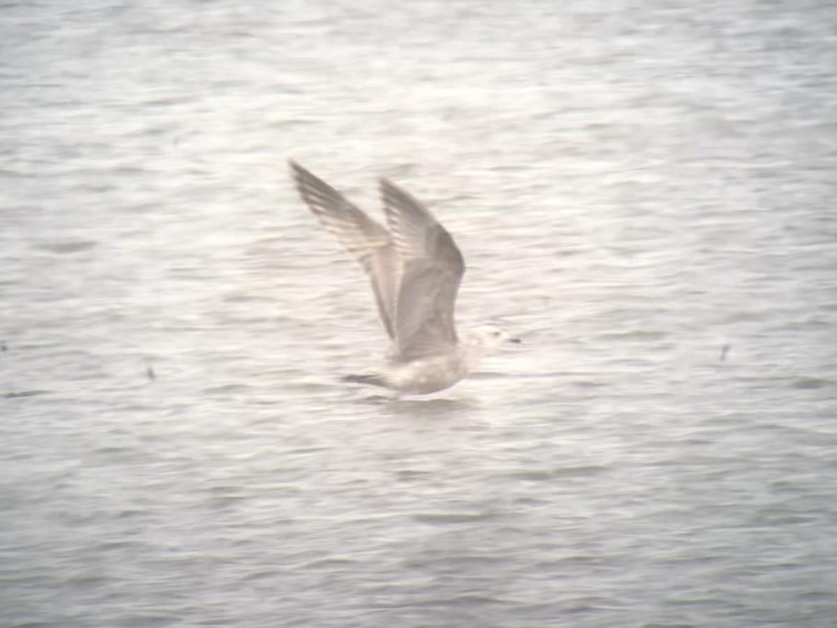 goéland ou mouette sp. - ML616481130