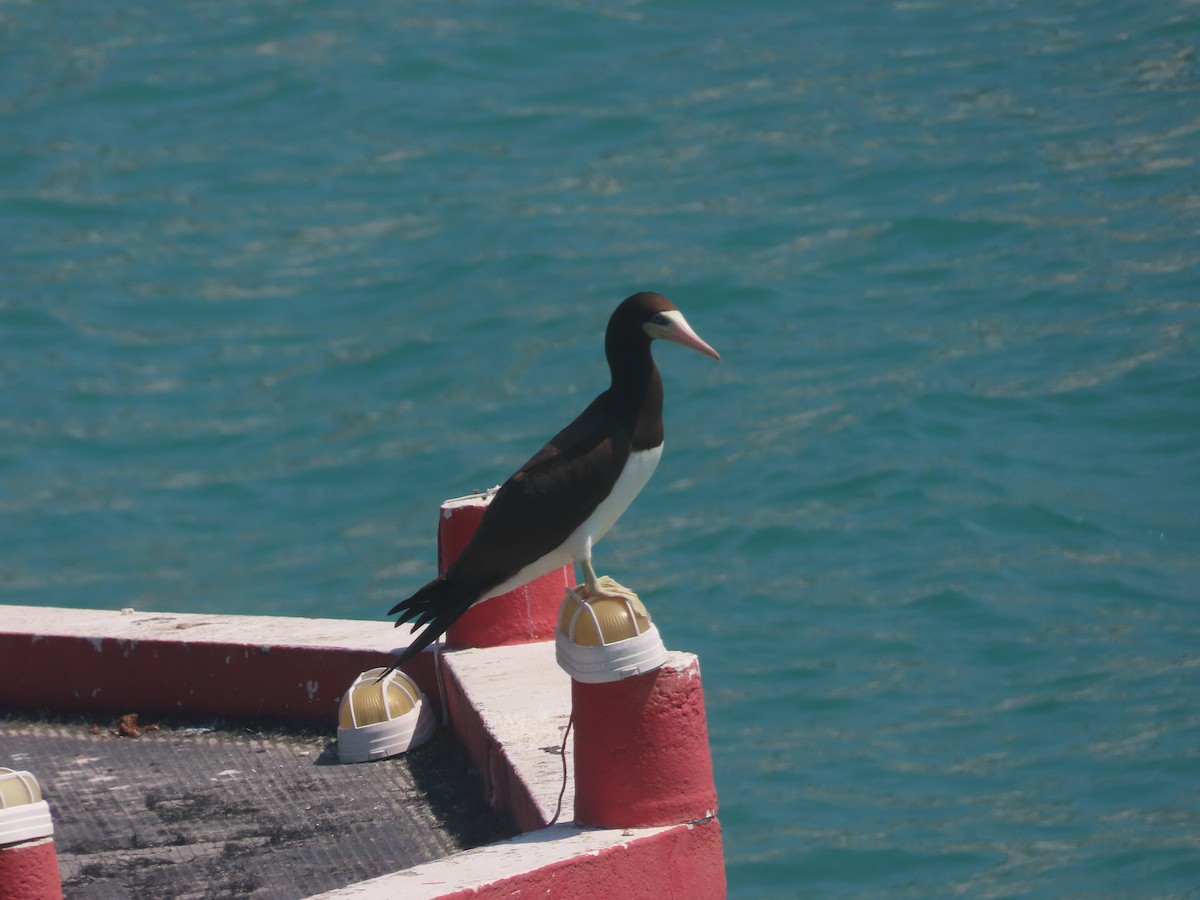 Brown Booby - ML616481203