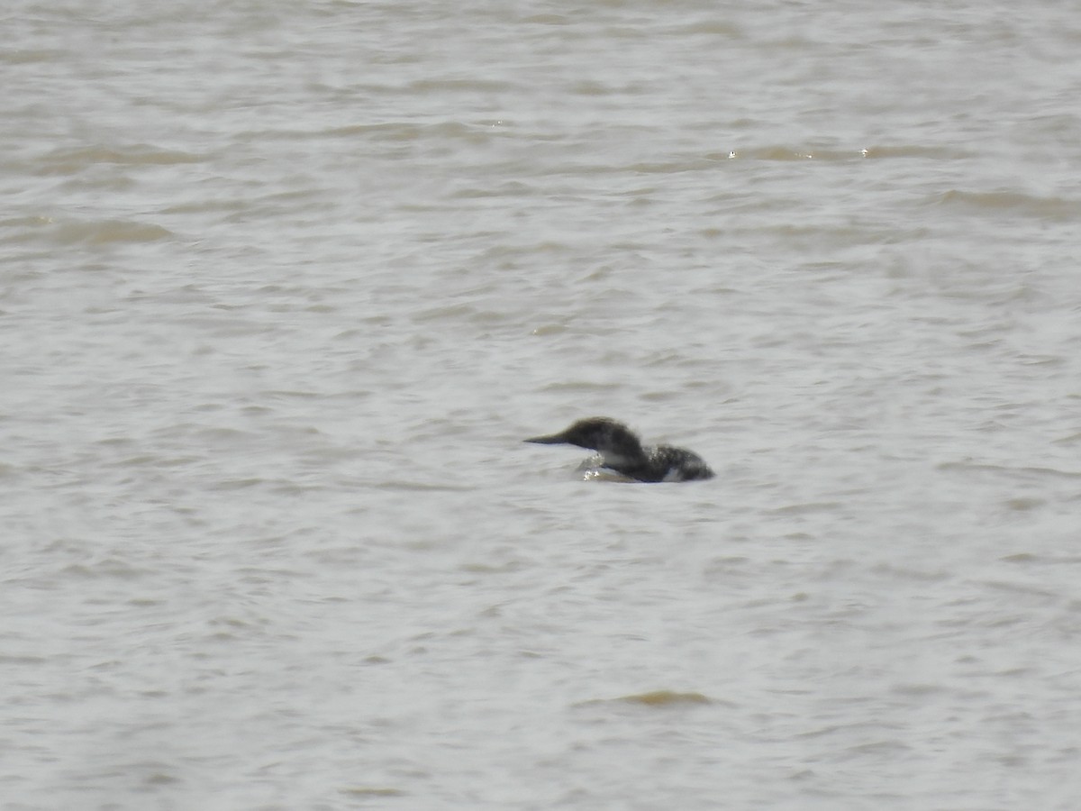 Common Loon - John McMahan