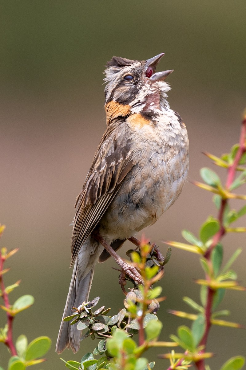 Rufous-collared Sparrow - ML616481248