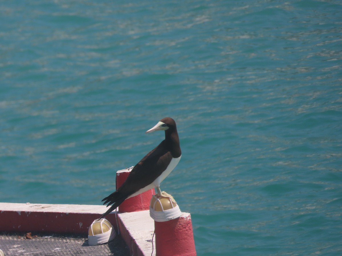 Brown Booby - ML616481249