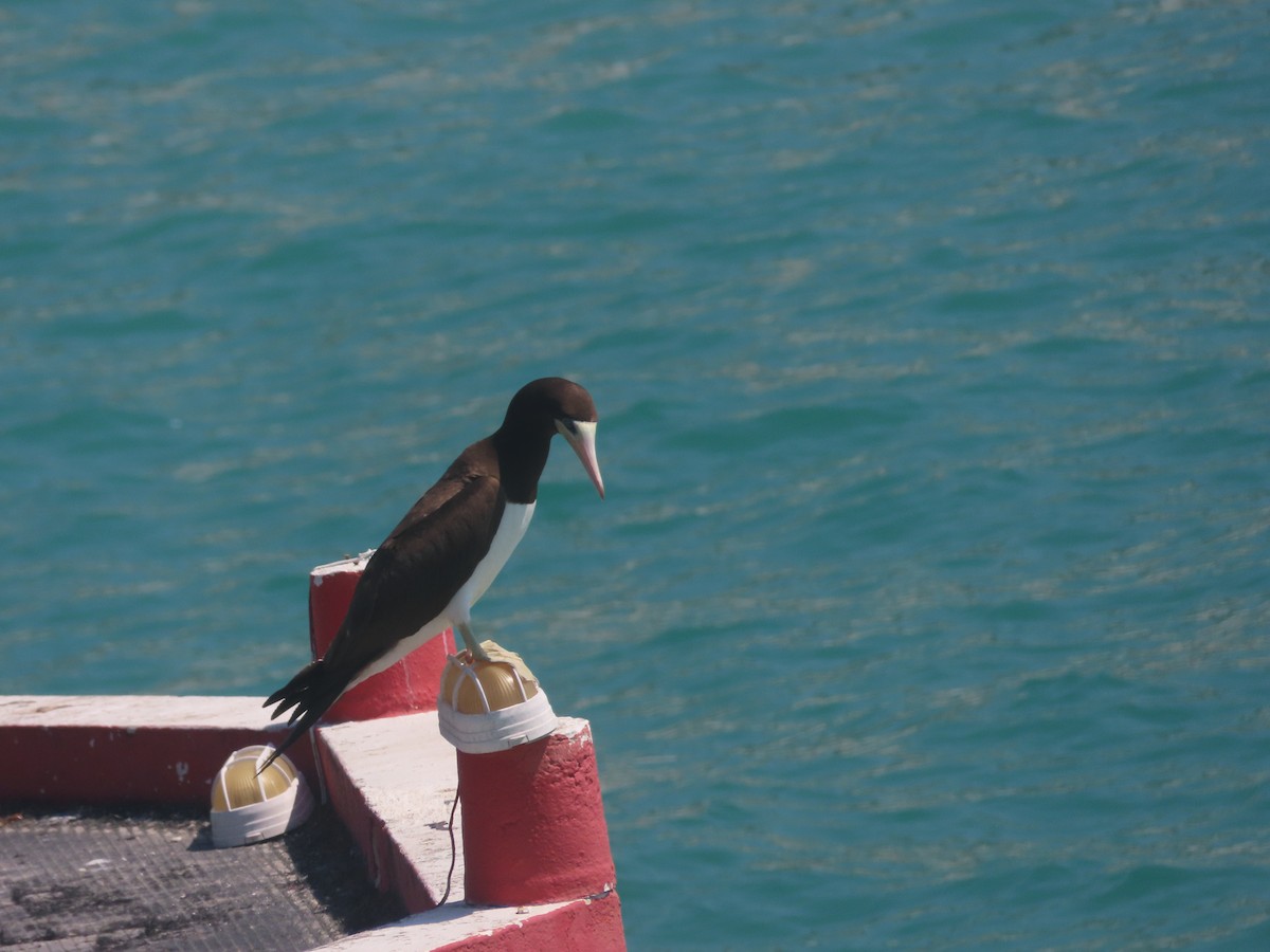 Brown Booby - ML616481278