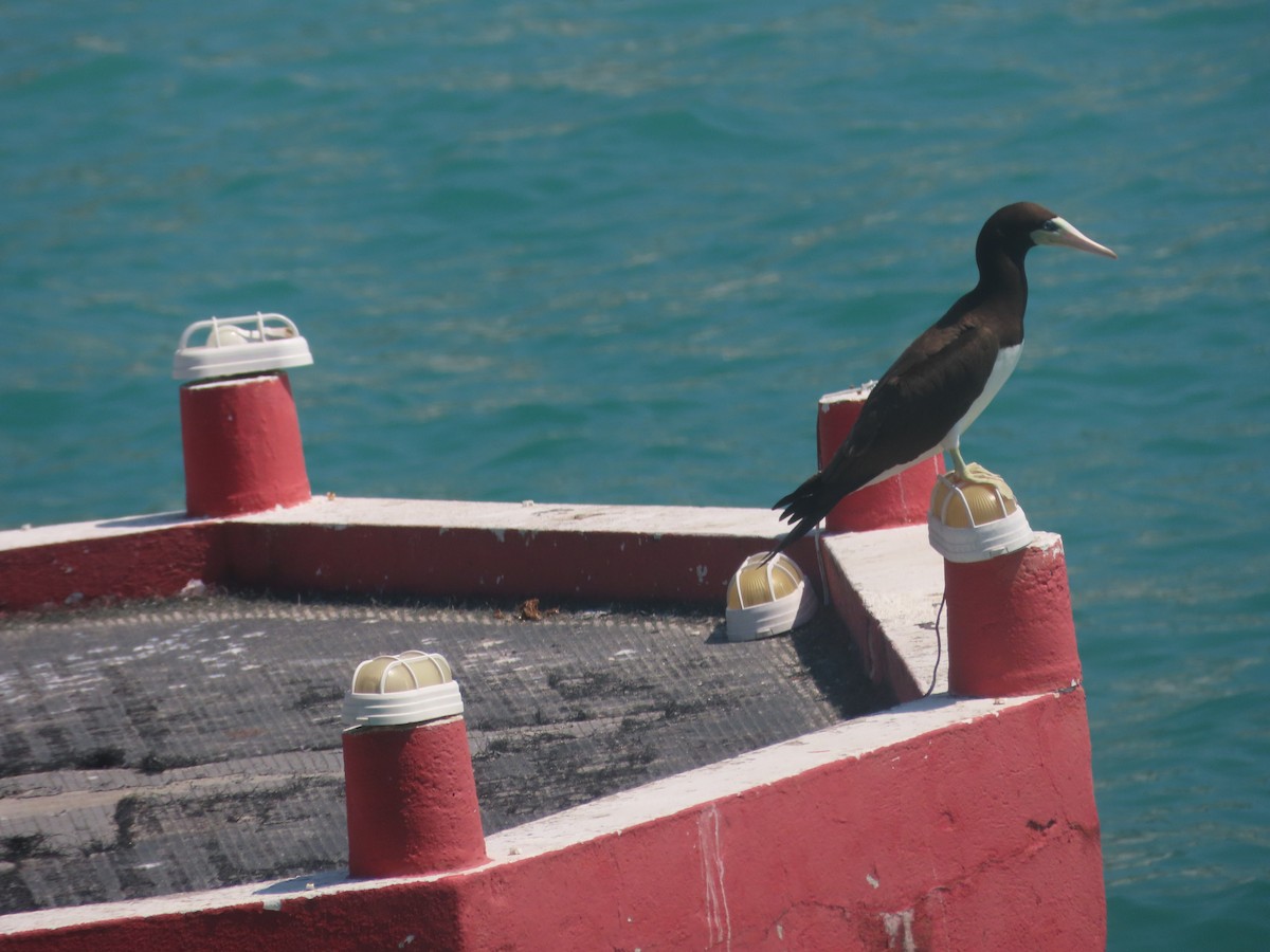 Brown Booby - ML616481311