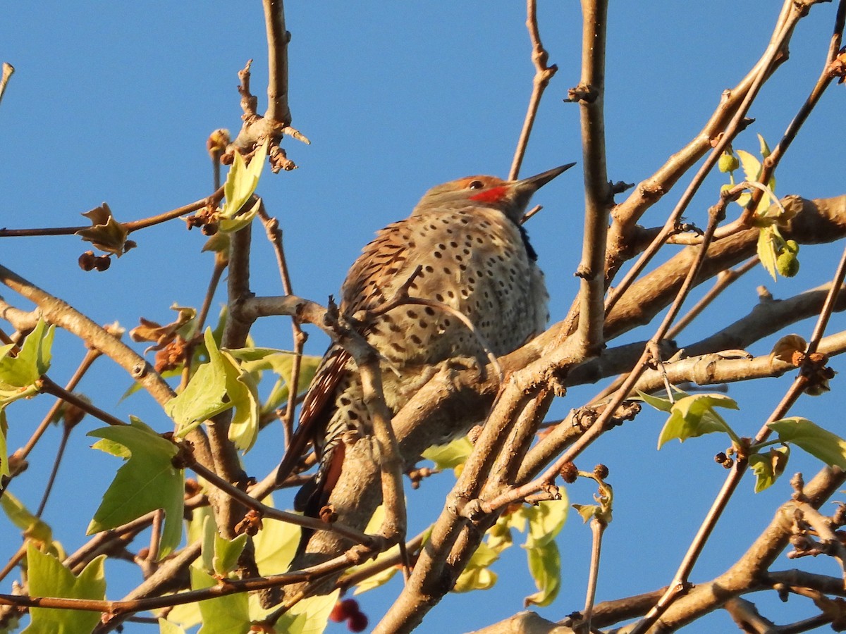 Northern Flicker - ML616481323