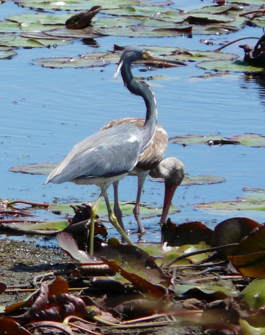 Tricolored Heron - ML616481325