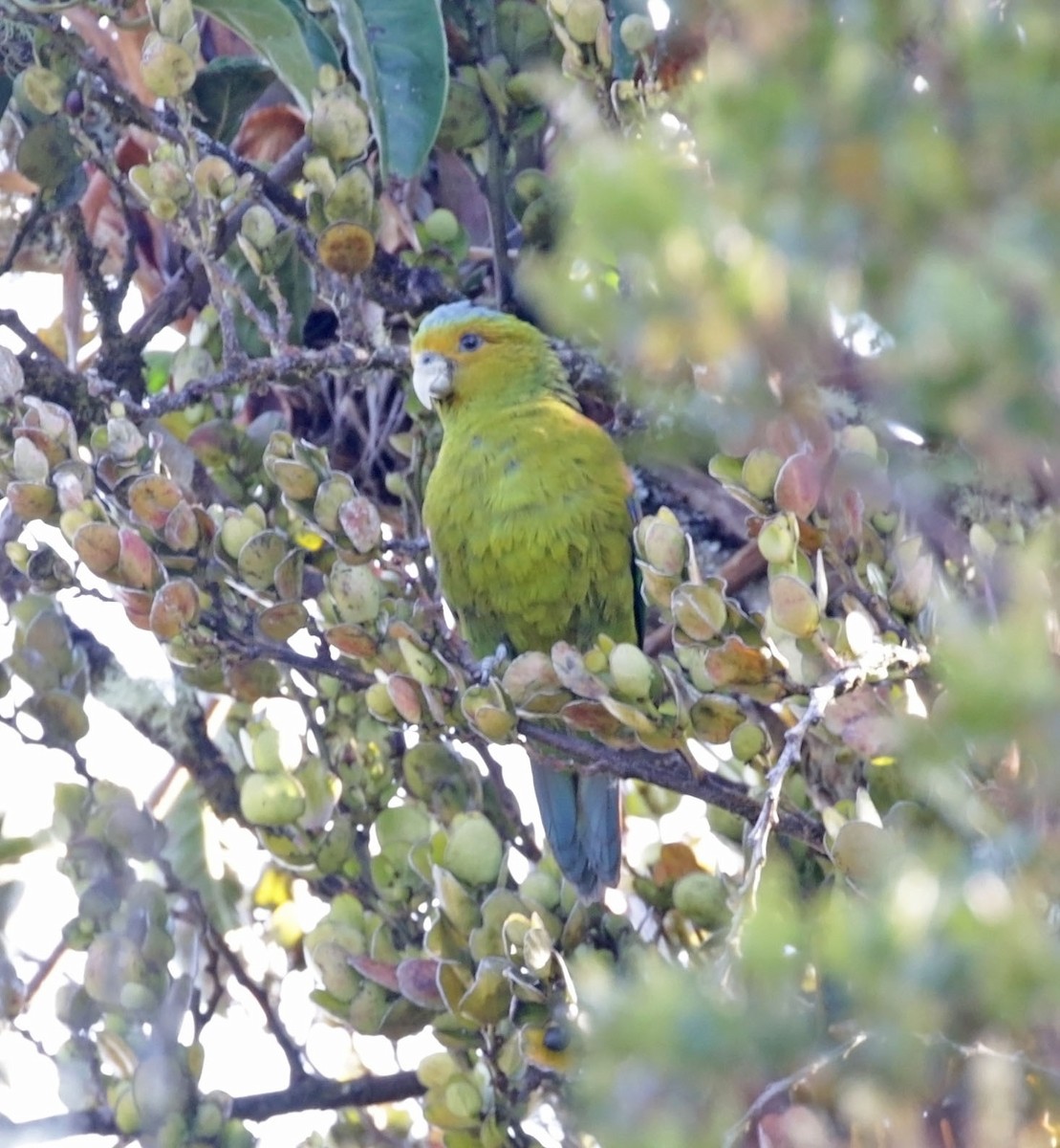 Indigo-winged Parrot - Trevor Ellery