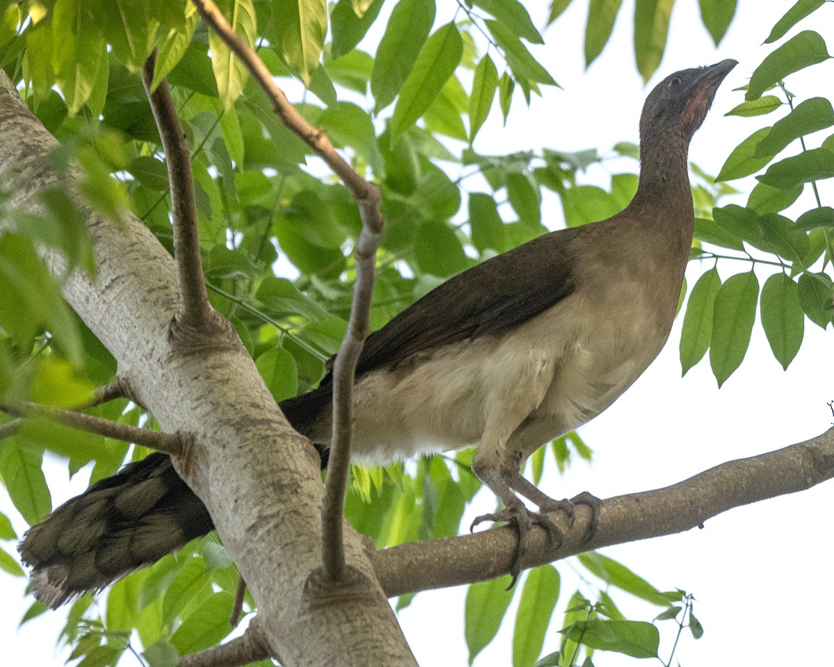 Chestnut-winged Chachalaca - ML616481352