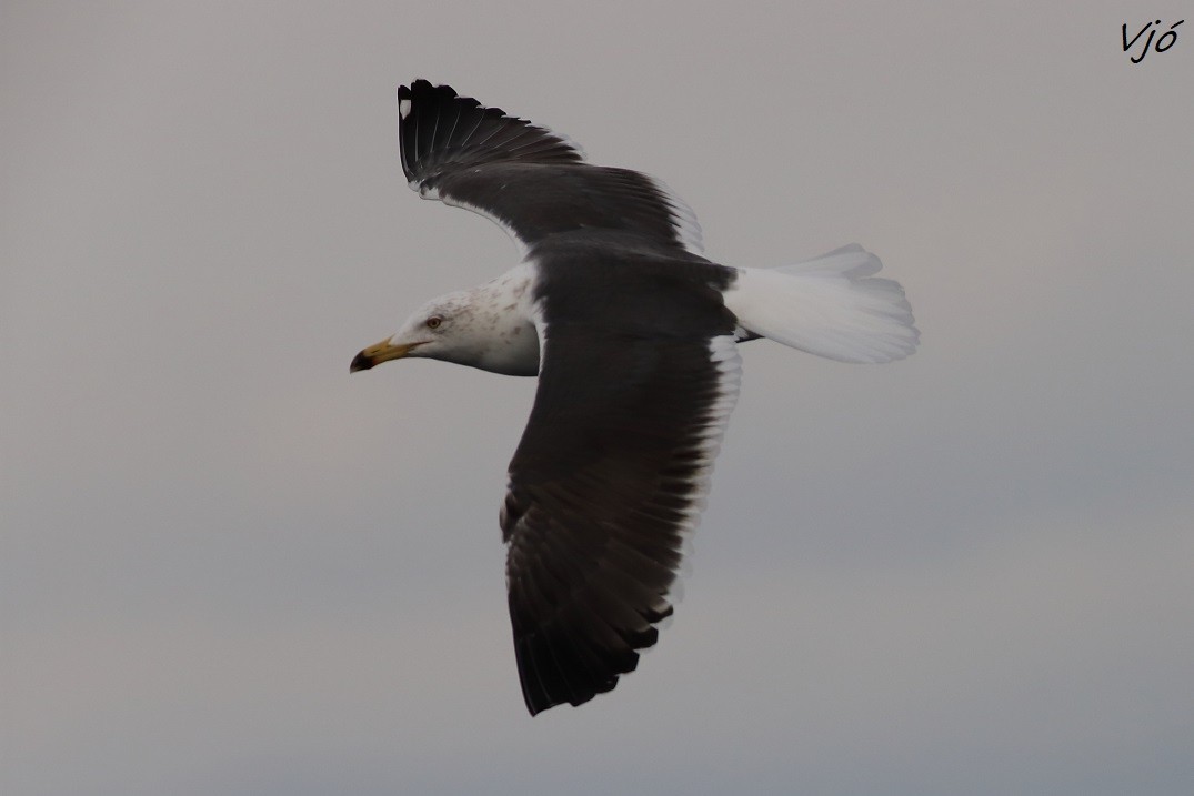 Lesser Black-backed Gull - ML616481403