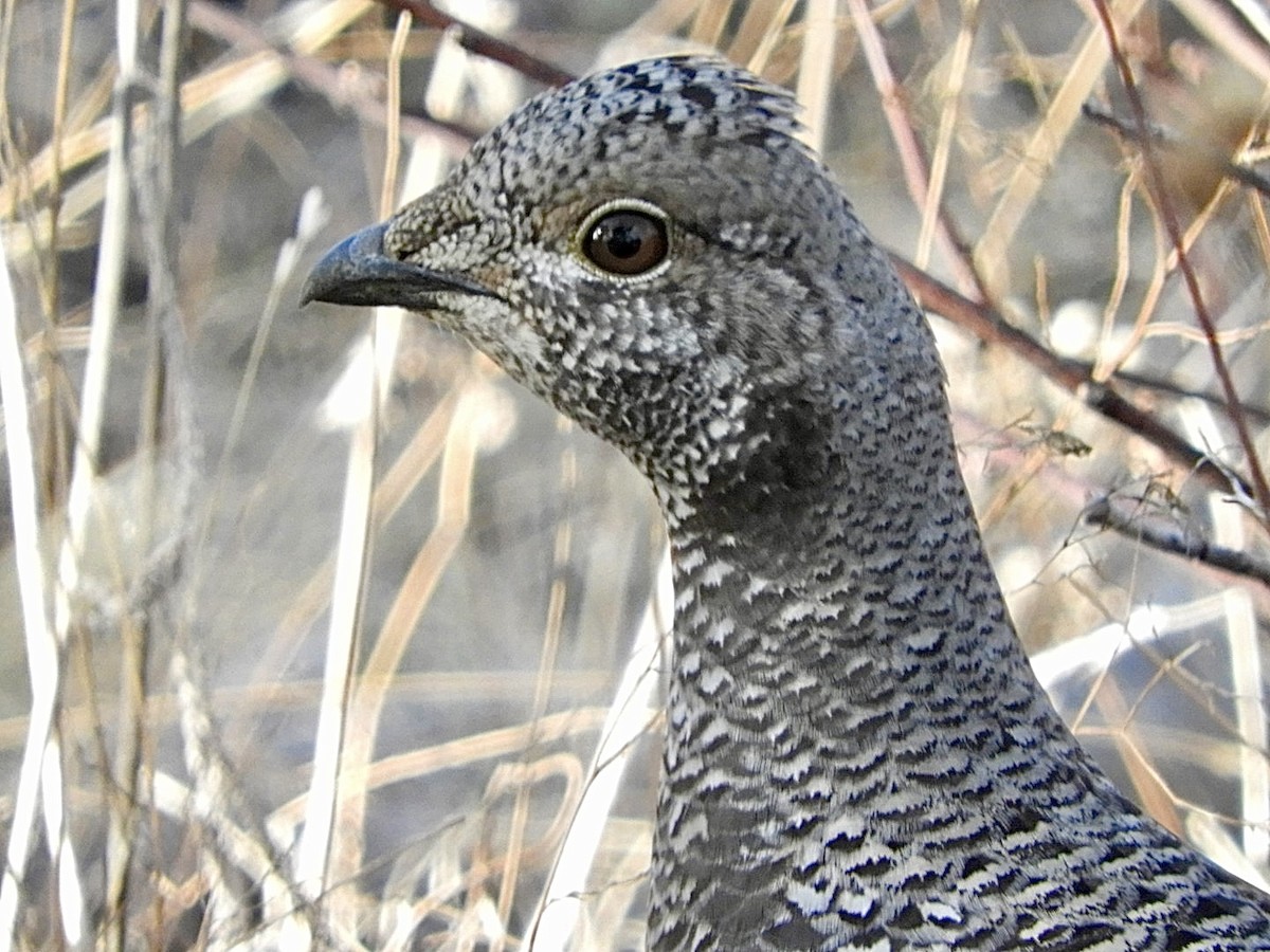 Dusky Grouse - ML616481405