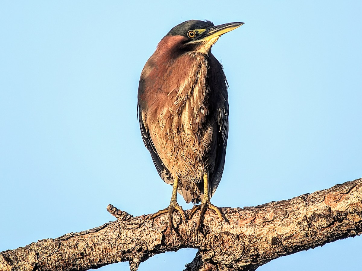 Green Heron - ML616481434