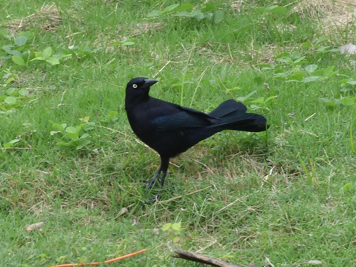 Carib Grackle - ML616481457
