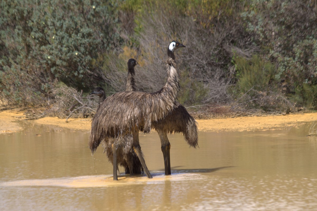 Emu - Corné Pieterse