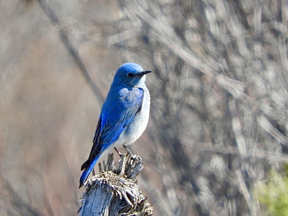 Mountain Bluebird - ML616481472