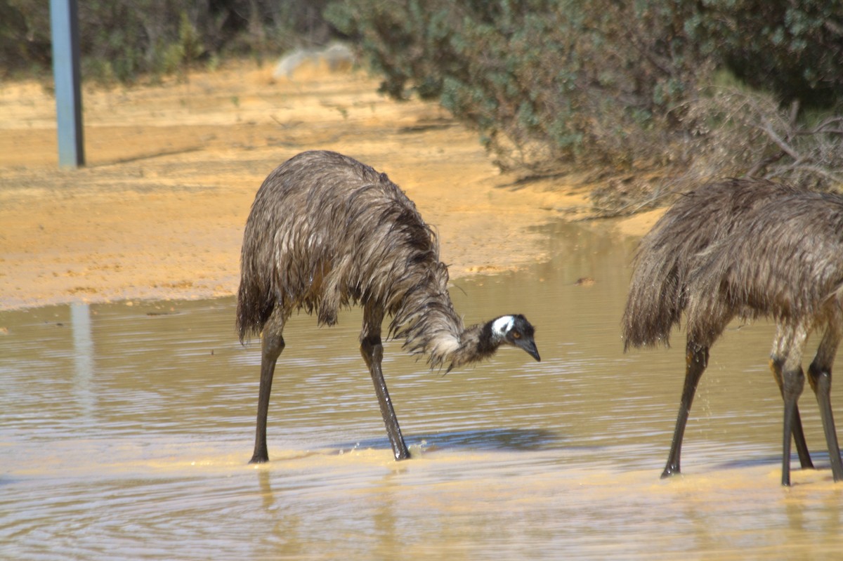 Emu - Corné Pieterse
