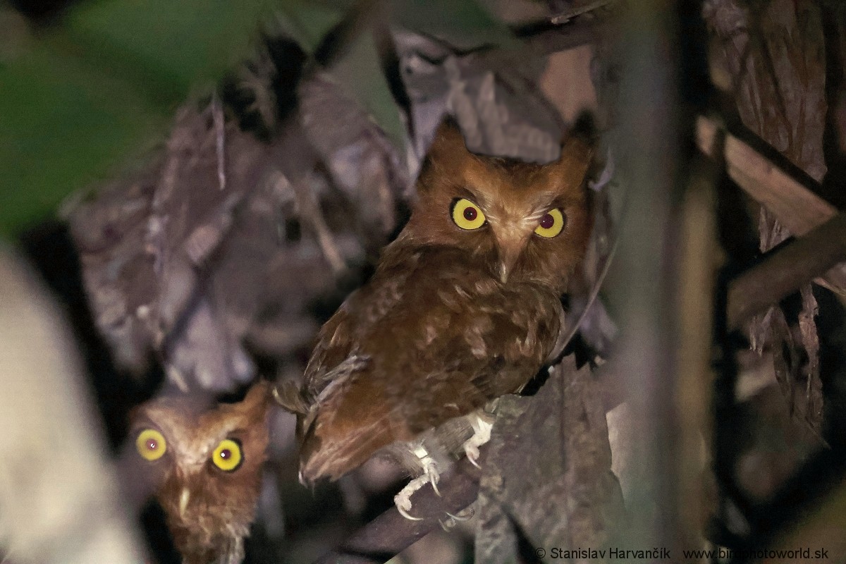 Serendib Scops-Owl - ML616481484