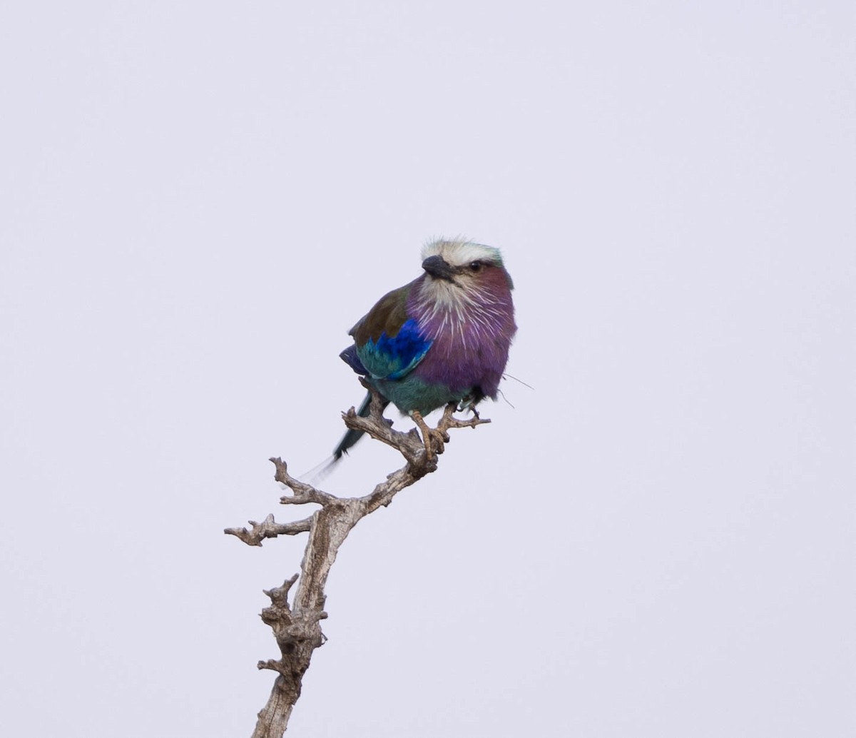 Lilac-breasted Roller - ML616481494