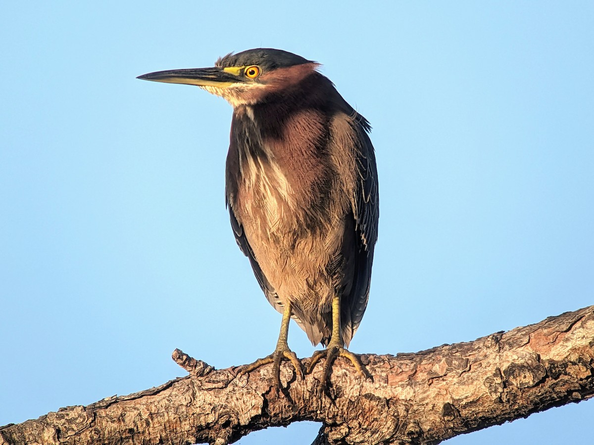 Green Heron - ML616481515