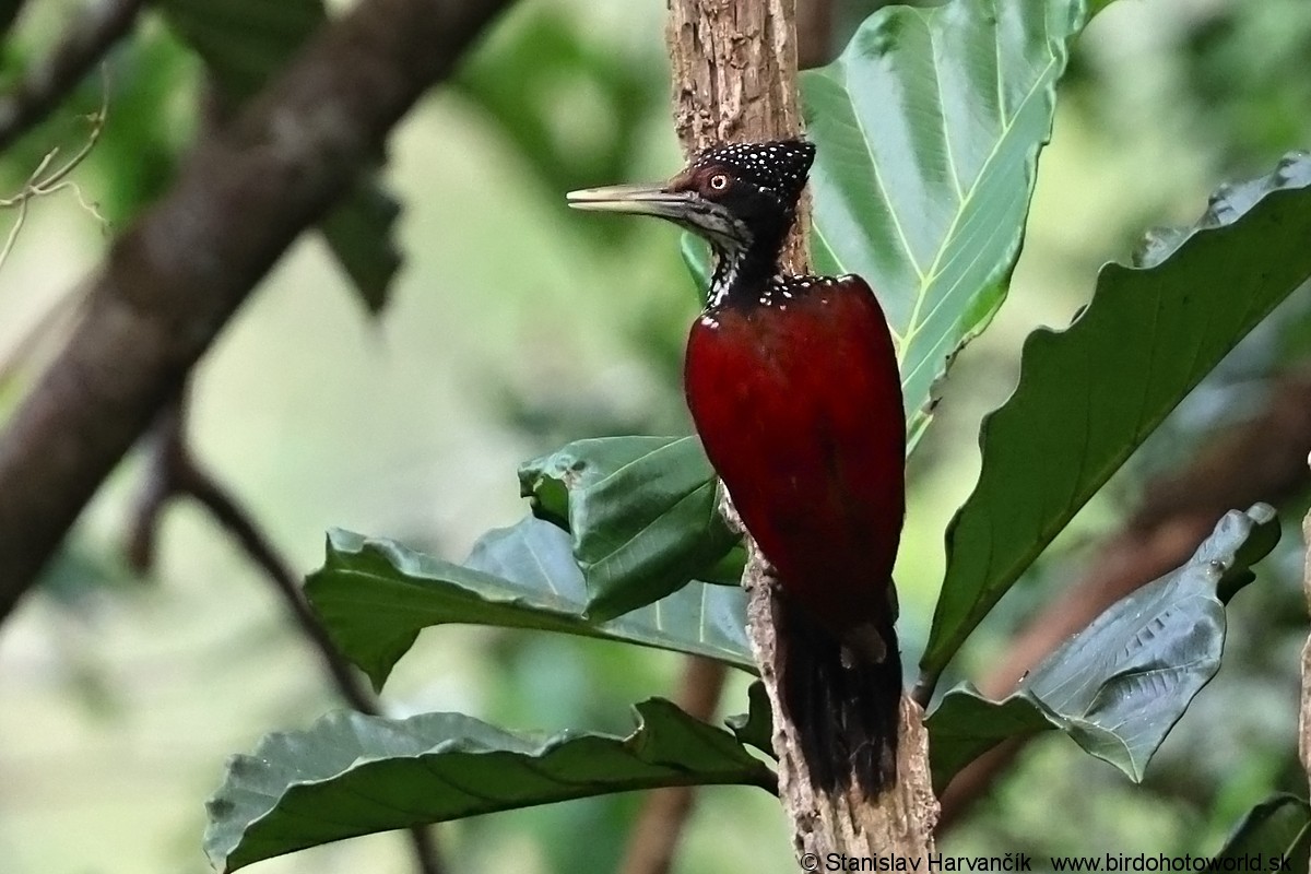 Crimson-backed Flameback - ML616481522