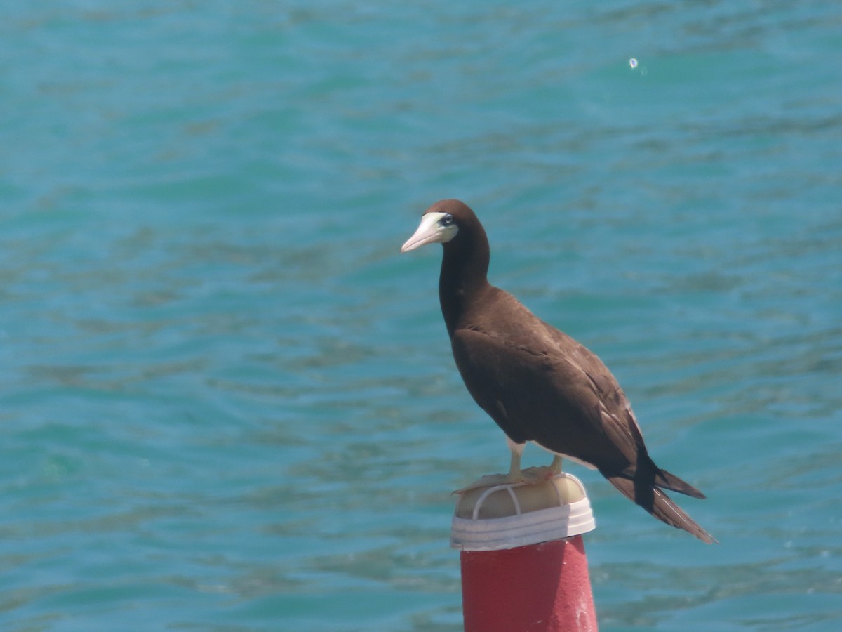 Brown Booby - ML616481529