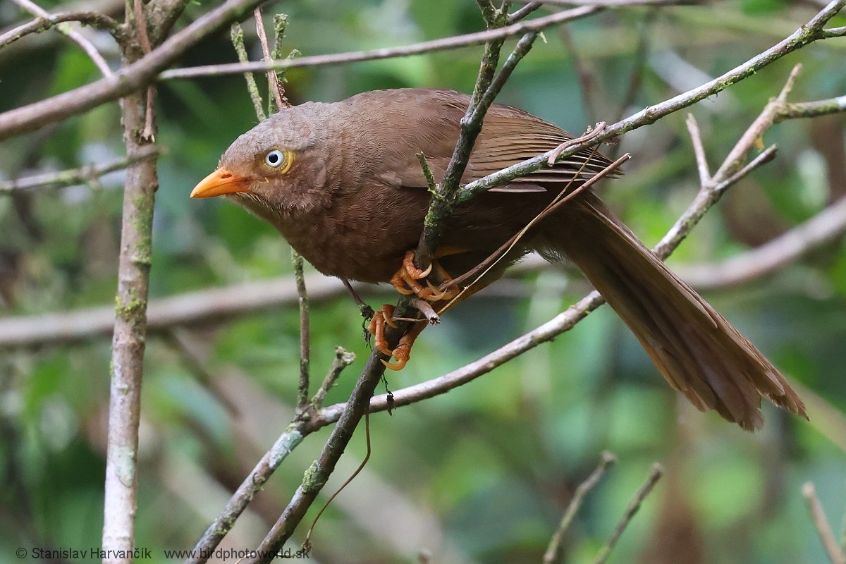 Orange-billed Babbler - ML616481561