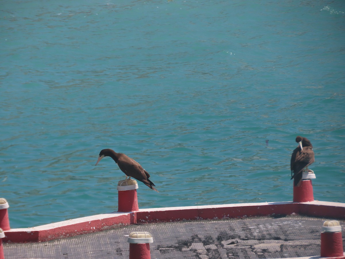 Brown Booby - ML616481604