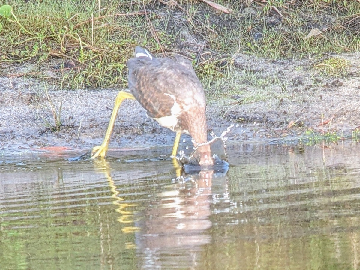 Tricolored Heron - jean bernier