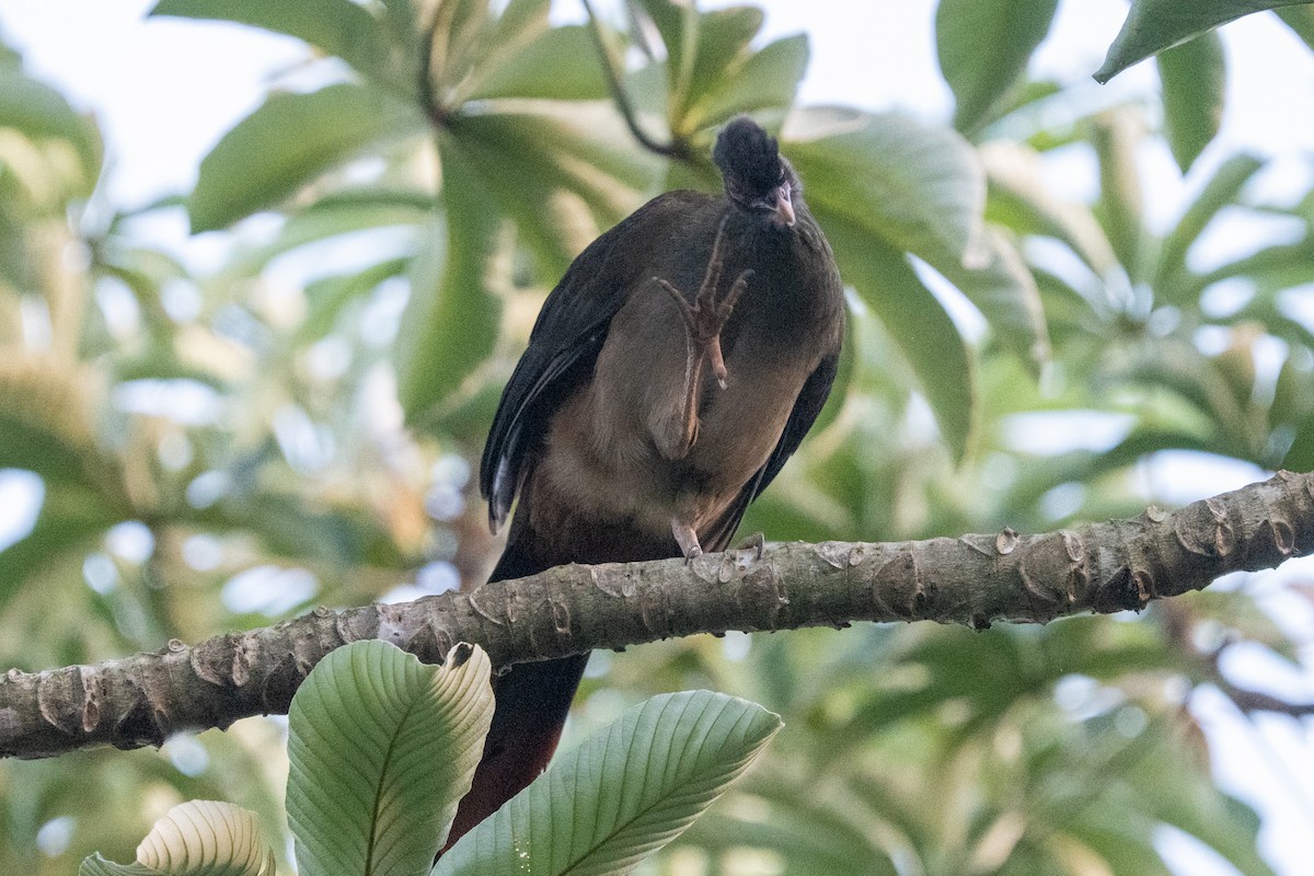 Chaco Chachalaca - ML616481619