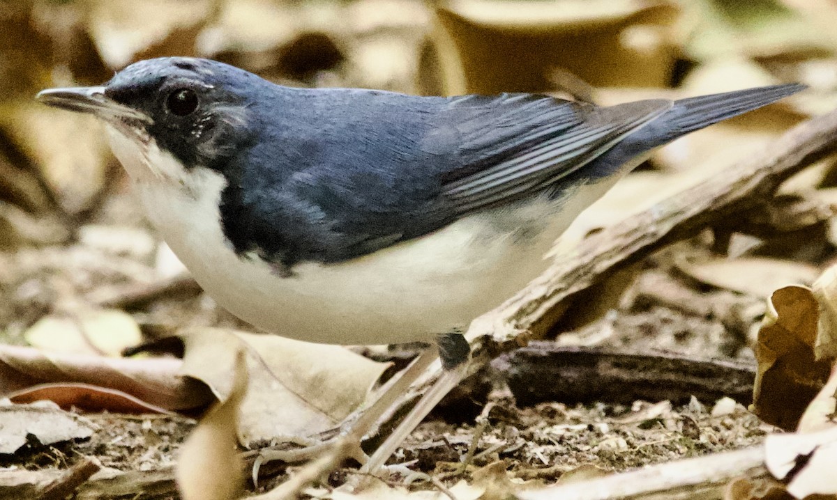 Siberian Blue Robin - ML616481628