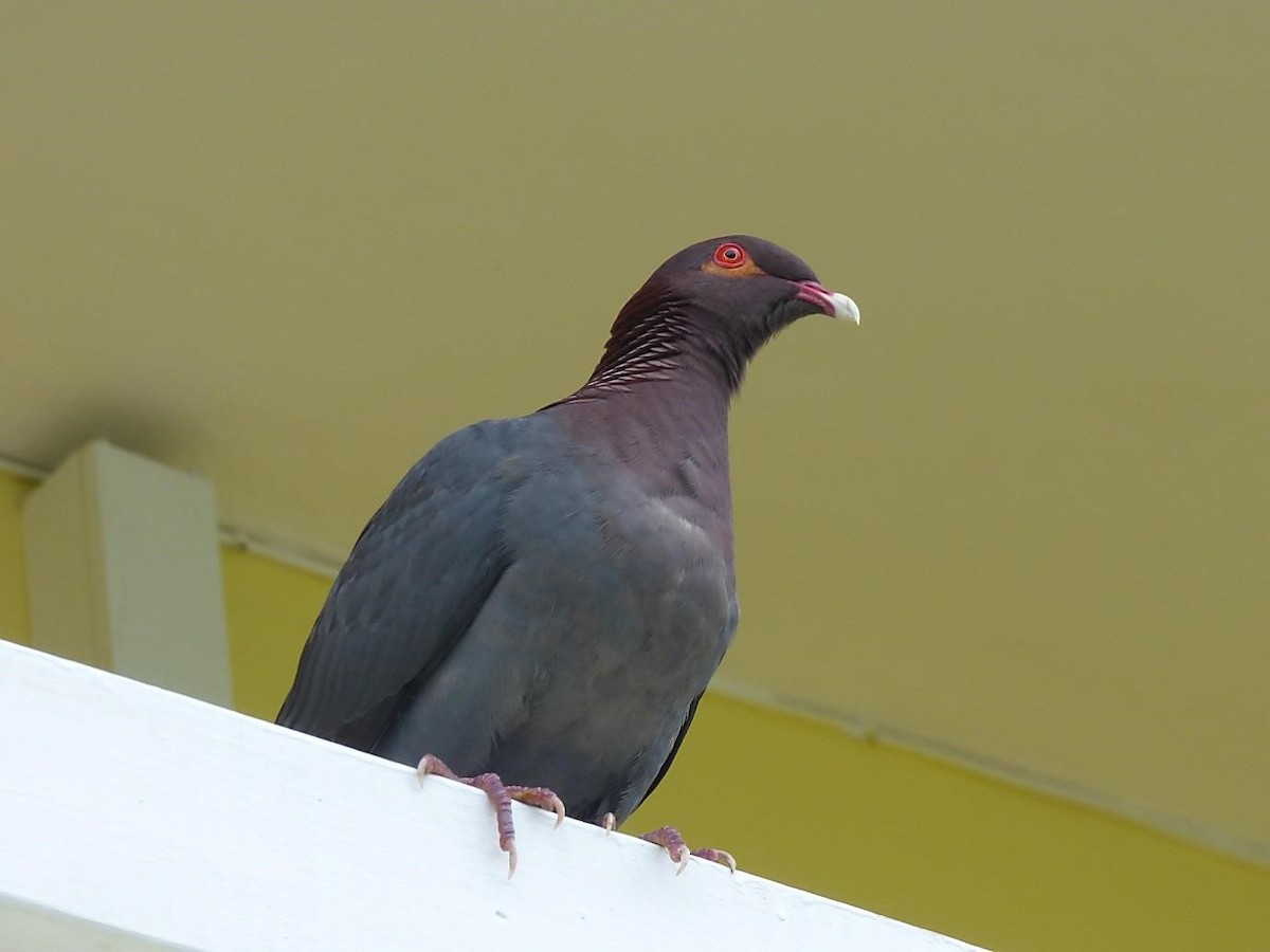 Scaly-naped Pigeon - Barry Reed