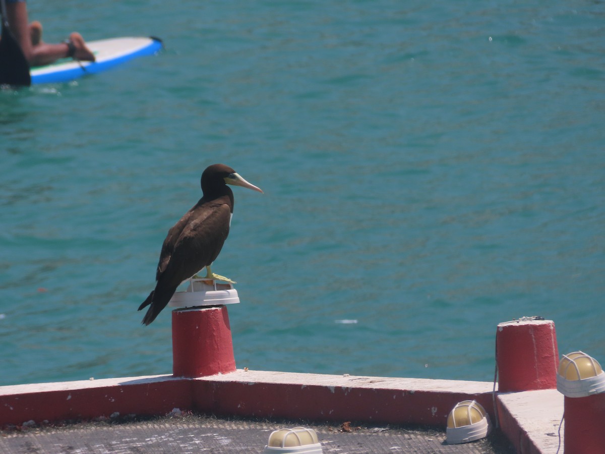 Brown Booby - ML616481644