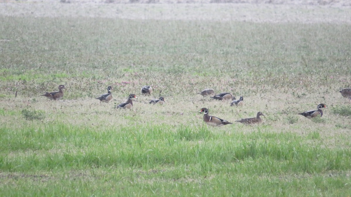 Wood Duck - ML616481651