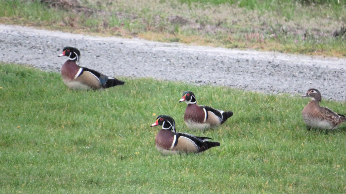 Wood Duck - ML616481652
