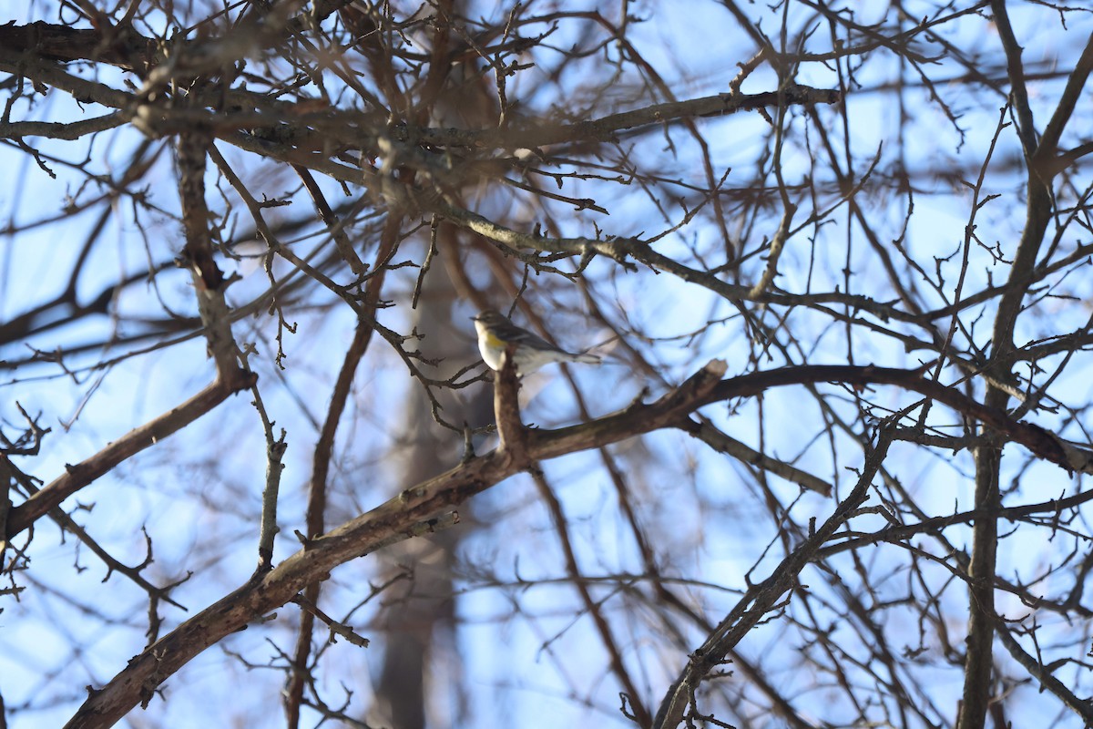 Yellow-rumped Warbler - ML616481661