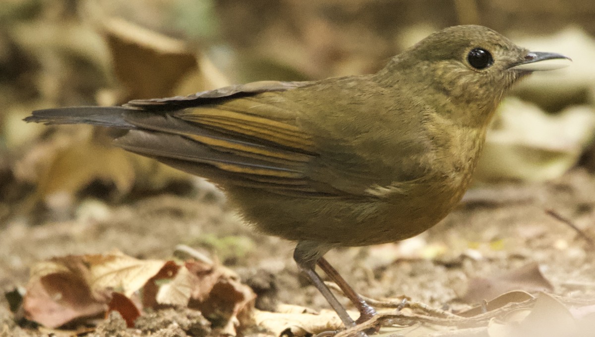 White-tailed Robin - ML616481693