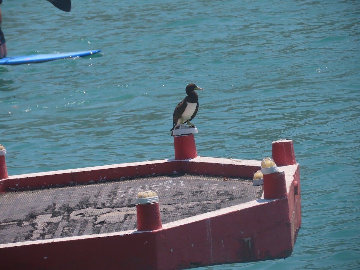 Brown Booby - ML616481699